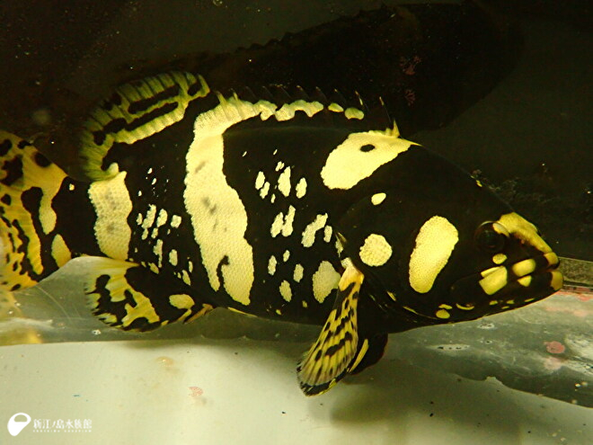 最大全長約３mの巨大魚 の幼魚 タマカイ 展示開始 新しい生き物たち 新江ノ島水族館
