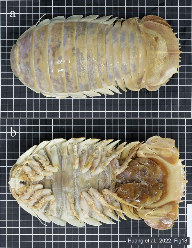当館より提供したエノスイグソクムシBathynomus yucatanensisの模式標本