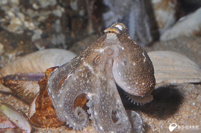 今が旬 イイダコの楽園 新しい生き物たち 新江ノ島水族館