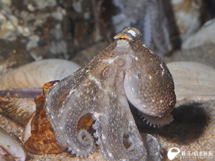 新しい生き物たち 新江ノ島水族館