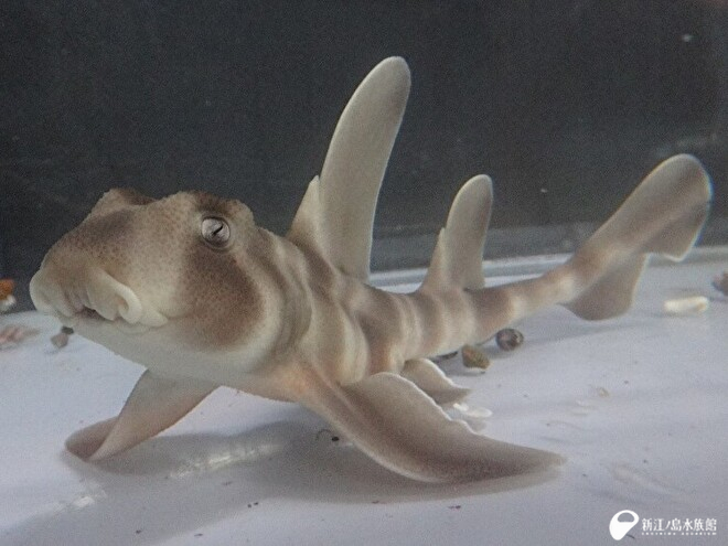えのすい生まれのネコザメの赤ちゃん 展示開始 新しい生き物たち 新江ノ島水族館 えのすい生まれのネコザメの赤ちゃん 展示開始 新しい生き物たち 新江ノ島水族館