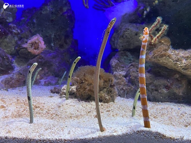 国内でも展示している施設の少ない 「シンジュアナゴ」が仲間入り 新しい生き物たち 新江ノ島水族館