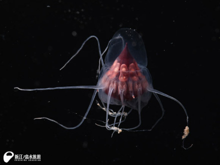 「えのすいの深海展」に向けて深海生物調査中！
中深層で見られるクラゲ『クロカムリクラゲ』『ヒゲクラゲ属の一種』『クロクラゲ属の一種』展示開始！ | 新しい生き物たち | 新江ノ島水族館