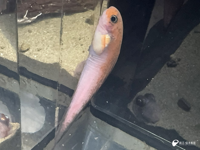 新江ノ島水族館への誘い アジアアロワナ(レア) （ミナミゾウ