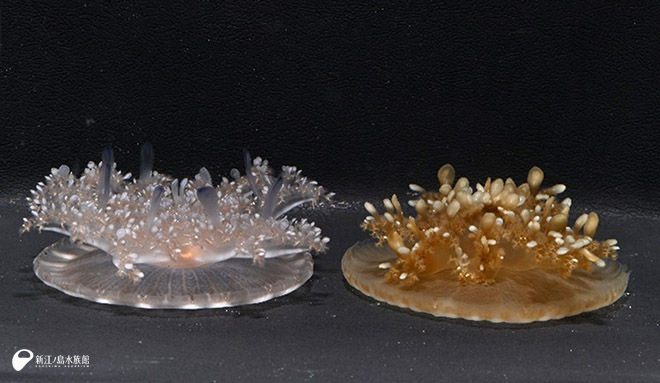 左：鹿児島県で採集されたサカサクラゲ　右：カシオペア・フロンドーサ