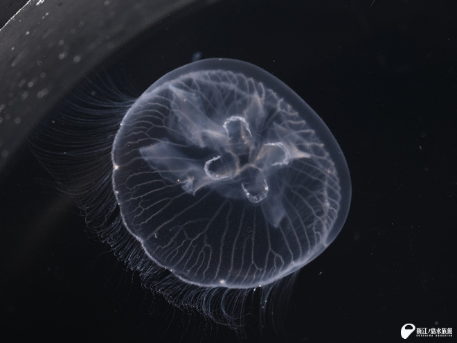 ナンヨウミズクラゲ