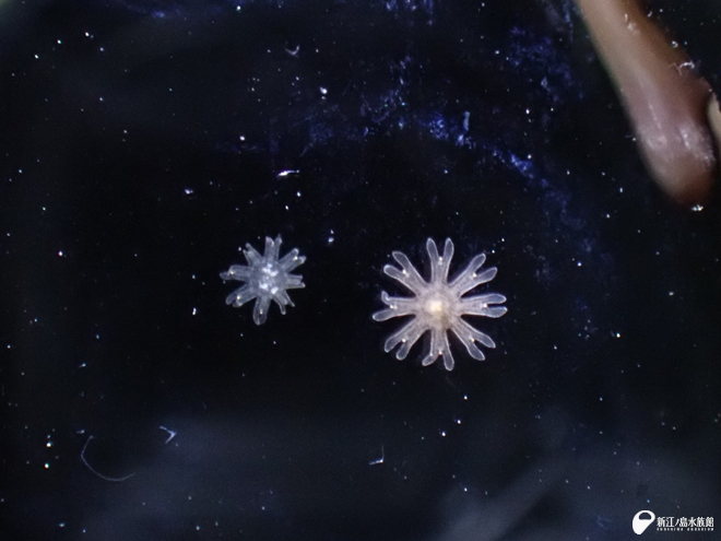 左：ナンヨウミズクラゲのエフィラ　右：ミズクラゲのエフィラ