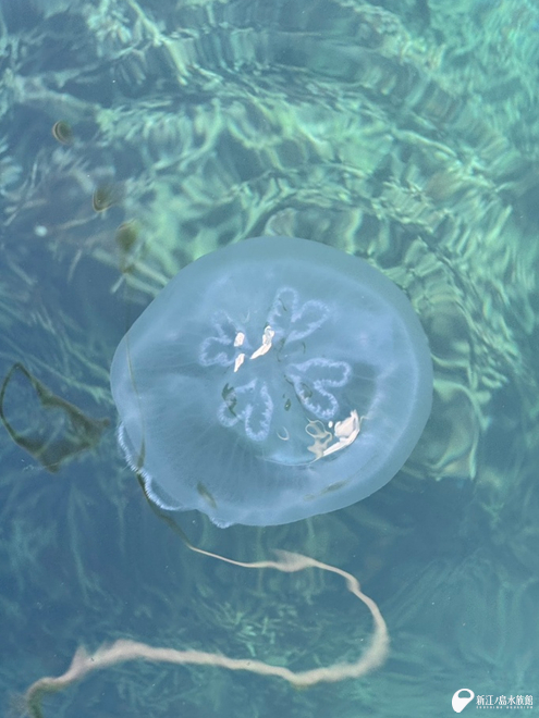小笠原諸島父島で観察された野生のナンヨウミズクラゲ