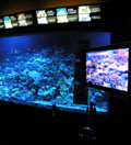 サンゴ礁水槽で紹介中のスペシャル映像