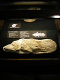 今上陛下のご研究コーナーで展示しているシーラカンスの化石