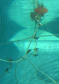 ウミガメプールのワカメ