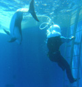 シーウォーカーin新江ノ島水族館