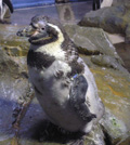 換羽中のフンボルトペンギン