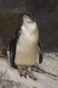 フンボルトペンギンのコハク