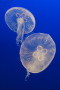 Moon Jelly