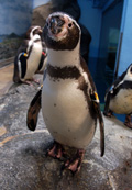 当館のフンボルトペンギン