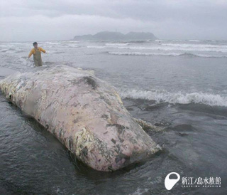 2003年4月24日 鵠沼海岸