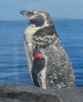 フンボルトペンギン換羽中