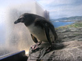 フンボルトペンギン「メロディ」
