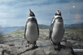 フンボルトペンギン（左）メロディー、（右）ユメ
