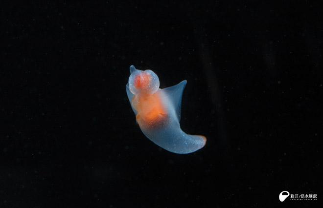 ハダカカメガイ（クリオネ）