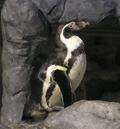 フンボルトペンギン「モンチ」