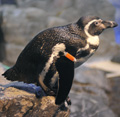 フンボルトペンギン「コハク」