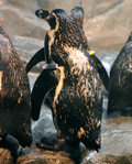 フンボルトペンギン「ノゾミ」