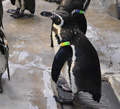 フンボルトペンギン「チッチ」