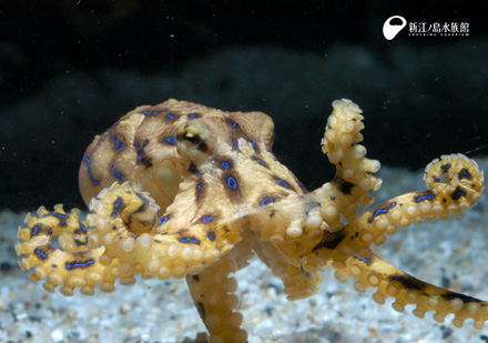 ヒョウモンダコ えのすいトリーター日誌 新江ノ島水族館