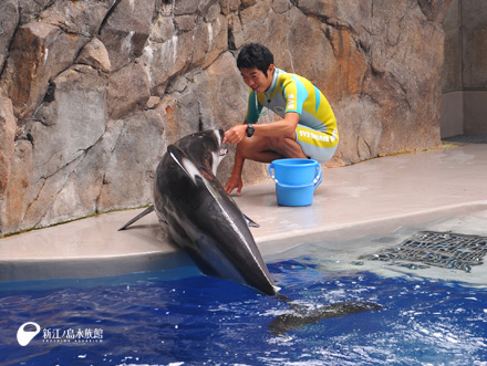 カマイルカ「セブン」