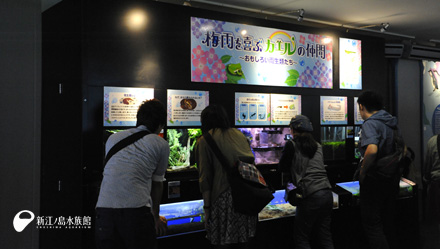 6月のテーマ水槽「梅雨を喜ぶカエルの仲間」