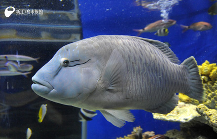 13 08 25 ナポレオン フィッシュ移動しました 新江ノ島水族館