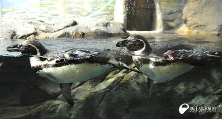フンボルトペンギン「ムーン」（左）と「サン」（右）