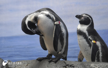 フンボルトペンギン