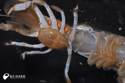 13 10 09 まごころを君に 新江ノ島水族館