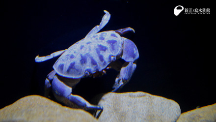 13 10 13 スベスベマンジュウガニ 新江ノ島水族館