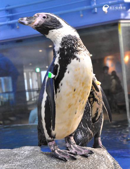 フンボルトペンギン「ウタ」