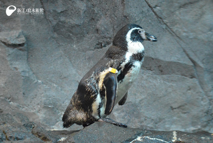 フンボルトペンギン「モンチ」