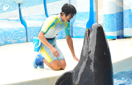 オキゴンドウ「セーラー」と