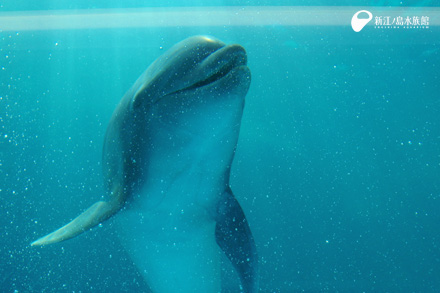 14 04 12 何秒息を止められるかな えのすいトリーター日誌 新江ノ島水族館