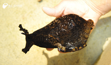 14 04 雨を降らす生き物 新江ノ島水族館