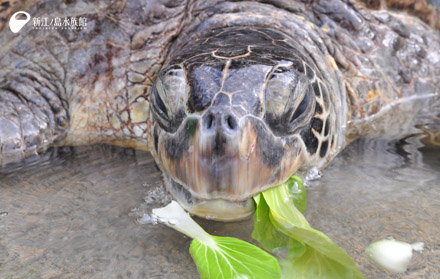 アオウミガメ