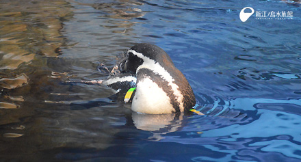 フンボルトペンギン「チッチ」