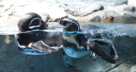 フンボルトペンギン「サン」（右）と「ムーン」（左）