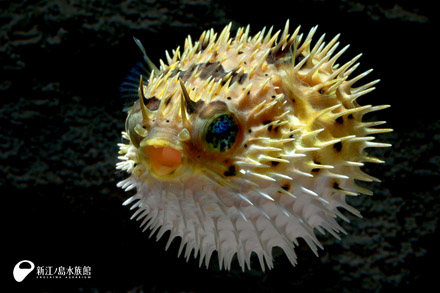 14 07 11 ハリセンボンの体 新江ノ島水族館