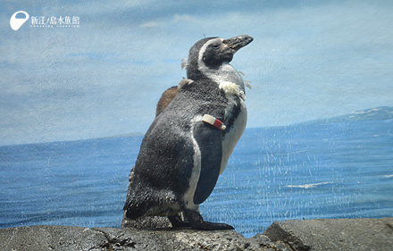 換羽中のフンボルトペンギン