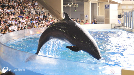 14 09 04 イルカ クジラ入門 10 オキゴンドウに詳しくなろう 新江ノ島水族館