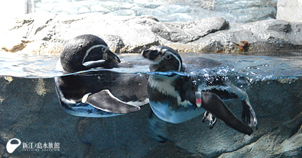 フンボルトペンギン「ムーン」（左）と「サン」（右）