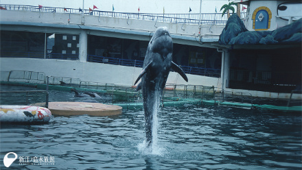 ハナゴンドウ「ヨン」（旧・江の島水族館）